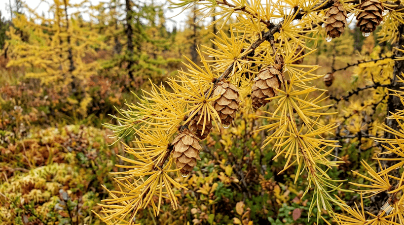 Tamarack (Larch)